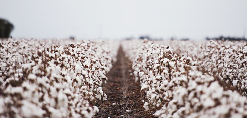 Organic cotton fields